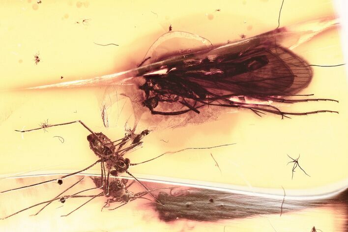 Fossil Aphid (Aphidoidea) & Caddisfly (Trichoptera) in Baltic Amber #325480